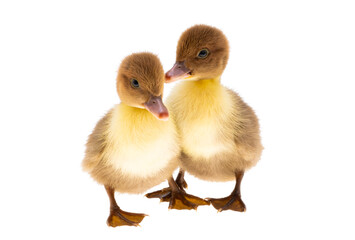 duckling isolated