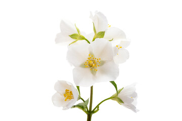Obraz premium beautiful jasmine flowers isolated