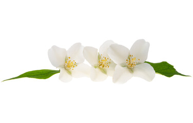 Naklejka na ściany i meble beautiful jasmine flowers isolated