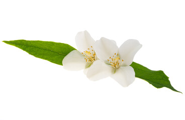 beautiful jasmine flowers isolated