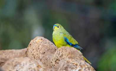 beautiful parrots in the park