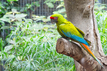beautiful parrots in the park