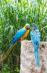 beautiful parrots in the park