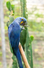 beautiful parrots in the park