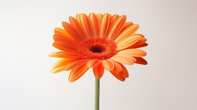A close-up of a single gerbera, its vibrant orange petals casting a slight shadow on a white setting.