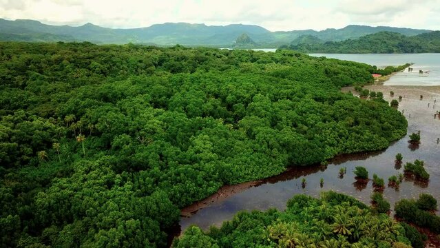 Scenic Aerial Drone Video of Mangroves with River near Nan Madol in Pohnpei, Micronesia