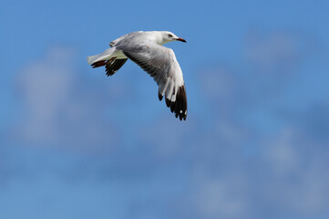 Silberkopfmöwe // Silver gull, Red-billed Gull (Chroicocephalus novaehollandiae)