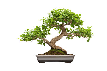 bonsai tree