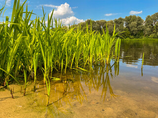 beautiful bank of the Berezina river in summer