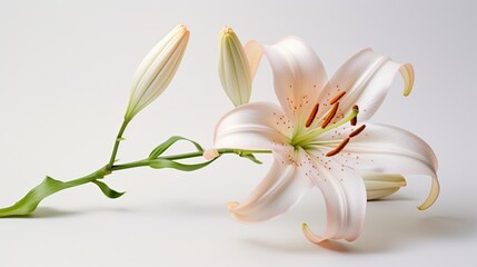  a blooming lily, with intricate stamen and petal textures, all against a pure white background.