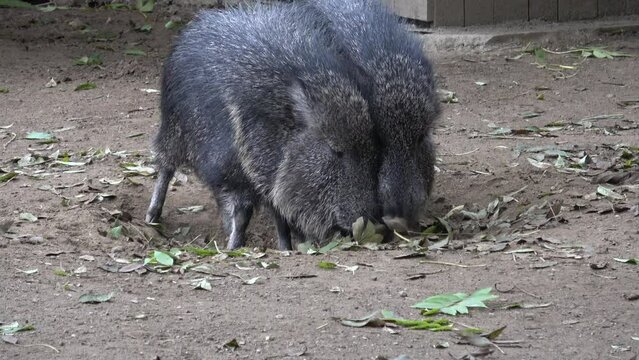 Chacoan peccary (Catagonus wagneri), also known as the tagua.