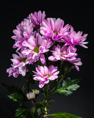 Pink Chrysanthemum Spray Katinka
