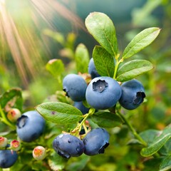 Summer Sweetness: Juicy Ripe Blueberries on a Vibrant Bush