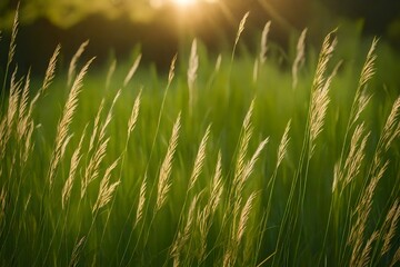 Fototapeta premium tall grass or wheat in a farmer's field blowing in the wind in the morning