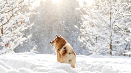 A dog of the Shiba Inu breed in a winter sunny forest