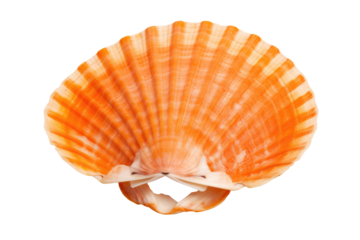 King Scallop