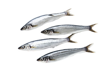 Obraz premium Norwegian Autumn-Spawning Herring