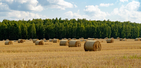 Circles of dry hay on the field
