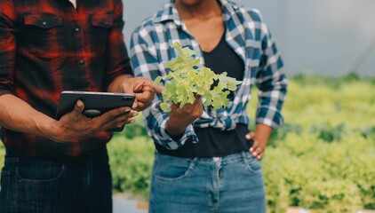 Two Asian farmers inspecting the quality of organic vegetables grown using hydroponics.