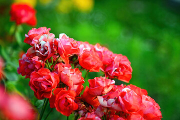 Fading tea rose in the garden