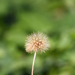 Obraz premium Vibrant yellow dandelion flower growing atop a lush green foliage plant in a natural outdoor setting