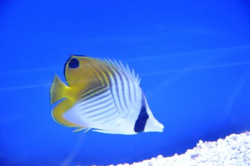 yellow tang fish