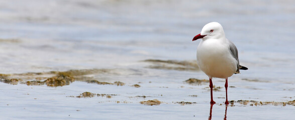 Silberkopfmöwe // Silver gull, Red-billed Gull (Chroicocephalus novaehollandiae) - Neukaledonien