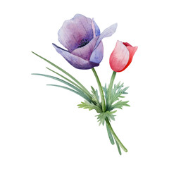 Purple and red anemone small flower bouquet with grass watercolor illustration isolated on white background. Spring botanical drawing in pastel colors for greeting cards and wedding designs