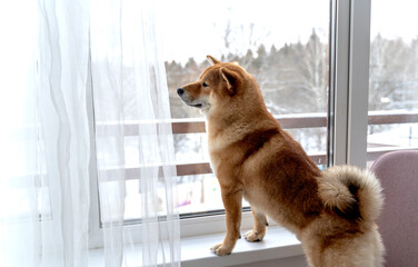Shiba Inu looks out the window