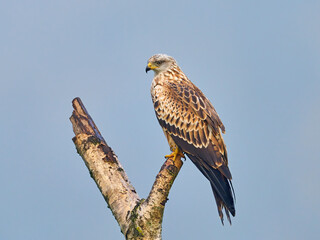 Red kite (Milvus milvus)