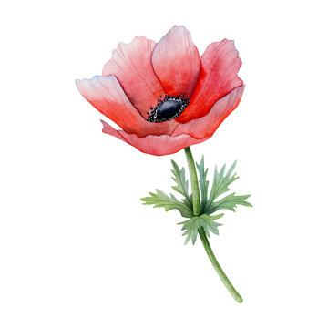 Red anemone with green flowers and stem floral watercolor illustration isolated on white background. Field poppy flower with seeds for spring design and prints