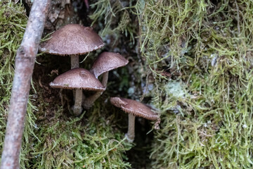 probably Psathyrella lacrymabunda, weeping widow mushroom or other look alike mushroom