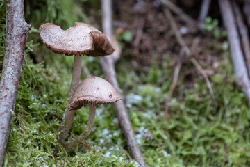 probably Psathyrella lacrymabunda, weeping widow mushroom or other look alike mushroom