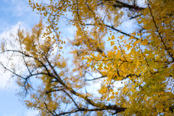 Ginkgo tree with vibrant yellow leaf in autumn seasonal on blue sky background. Nature and outdoor photo.