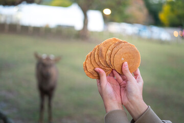 People hand is holding the cracker snack with blurred background of a deer or antelope that waiting for feeding at the Nara Park, famous public parkland in Japan. - obrazy, fototapety, plakaty