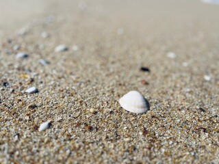 Fototapeta na wymiar Small seashells on the sand. natural ocean sand