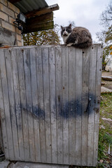 gray fluffy cat sitting on white wooden garage door