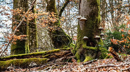 Champignons en sous bois