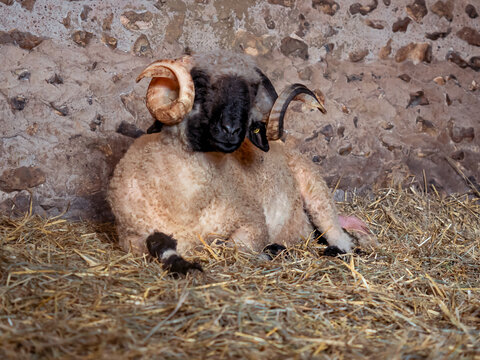 Carnero tumbado encima de la paja con cuernos grandes y con la cara negra y lana blanca