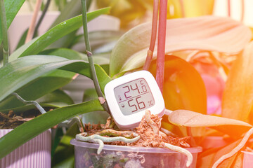 Room Humidity and Room Temperature Sensor with Fresh Flowers, Living Room Humidity Control