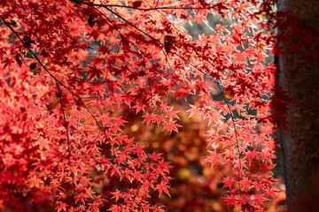 autumn leaves background