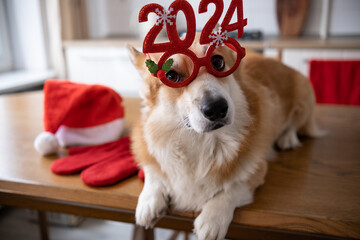 Dog on table in cozy bright kitchen in glasses 2024 Next to Santa Claus hat and red mittens