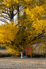 autumn in the shrine 