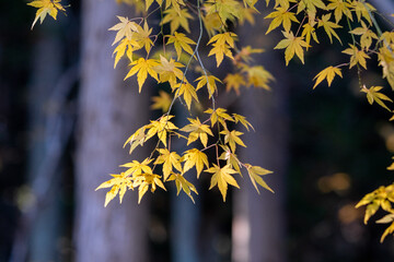 autumn leaves japan