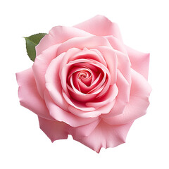pink rose isolated  isolated on transparent  background. Ai Generate