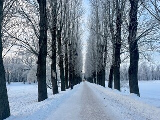 Winter park, snowy alley in the park