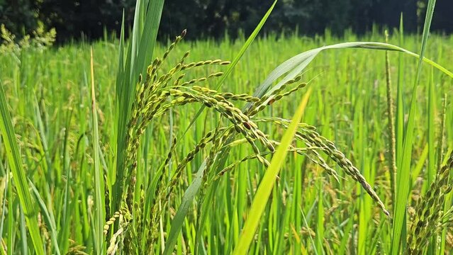Young paddy asian rice (Oryza sativa) flowering field