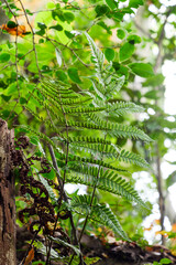 Close-up of a fern in the forest,