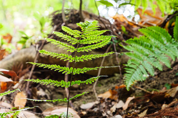Close-up of a fern in the forest,