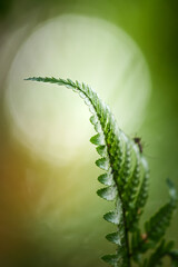 Close-up of a fern in the forest,